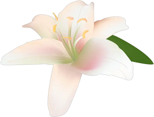 Lily Flower Transparent Lily Flower Transparent Flower Png Lily Flower Png