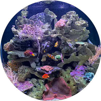 Custom Fish Tank Luxury Aquariums For Sale Marine Biology Png Fish Tank Png