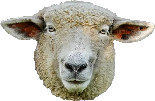Use These Sheep Vector Clipart Png Sheep Face No Background Sheep Transparent Background