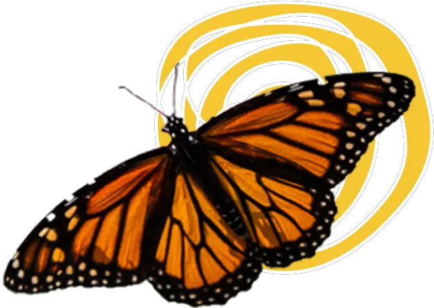 Download Hd Monarch Butterflies Monarch Butterfly Transparent Background Png Butterflies Transparent Background