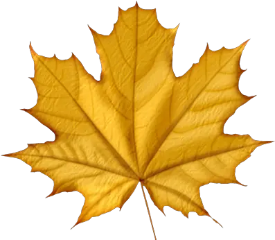 Download Autumn Leaves Png Icon Purple Maple Leaf Png Green Colour Autumn Leaf Autumn Leaf Png