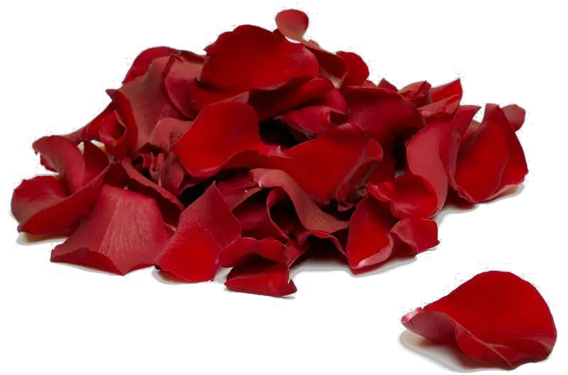 Rose Petals Transparent Background Rose Petals Png Rose Petals Transparent Background