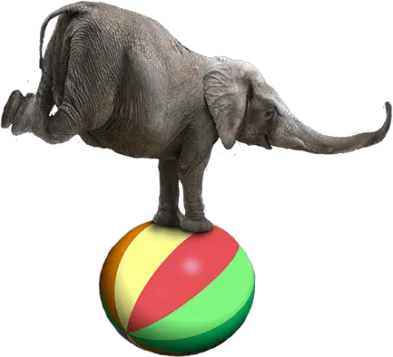 Download Contact The Shrine Circus Elephants In The Circus Elefant Ball Png Circus Elephant Png