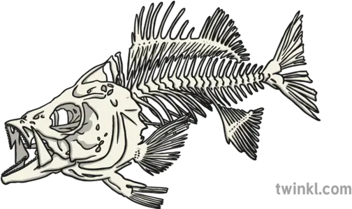 Fish Skeleton Illustration Fishes Png Fish Skeleton Png