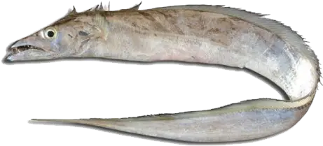 Ribbonfish Pez Cinturon Png Transparent Ribbon Eel