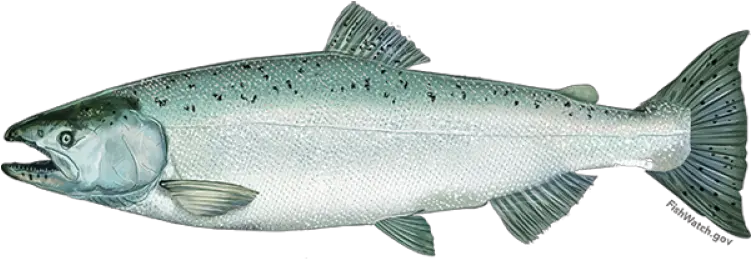 Chinook Salmon Noaa Fisheries Chinook Salmon Png Troll Face Facebook Icon