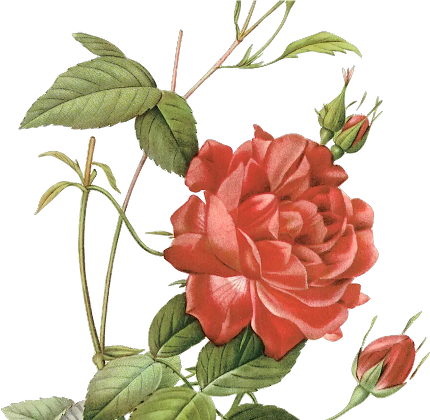 Rose Botanical Drawing Free Download Illustration Botanical Rose Drawing Png Beauty And The Beast Rose Png