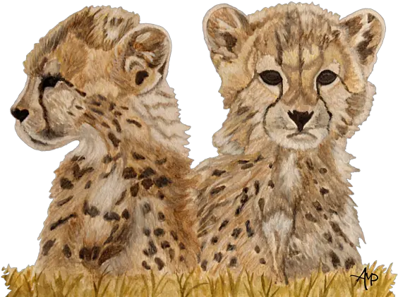 Cheetah Cubs Round Beach Towel Cub Cheetah For Drawing Png Cheetah Transparent