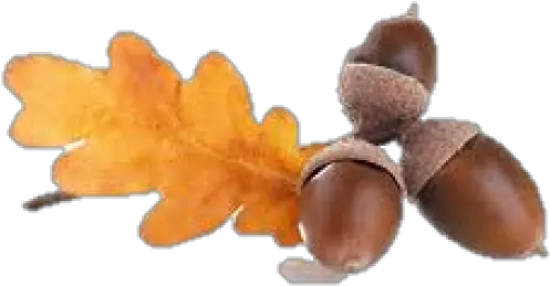 Acorn Png Fruit Acorn Png Acorn Png