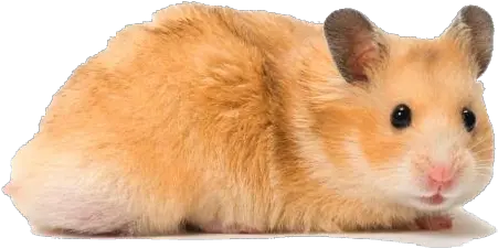 Hamster Png Transparent Image Hamster Characteristics Hamster Png