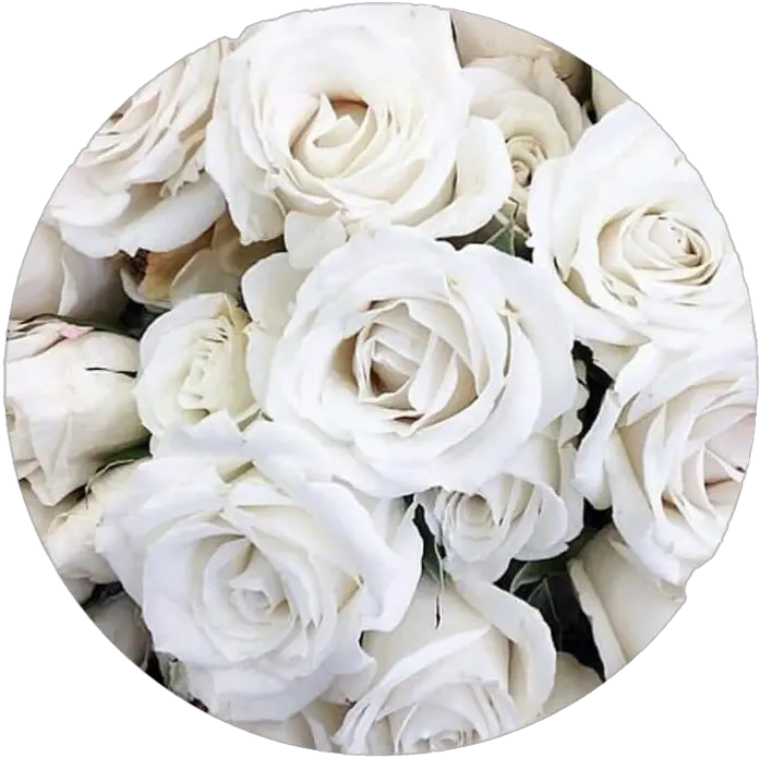 Real White Rose Png Transparent Image White Aesthetic Rose Real Flower Png