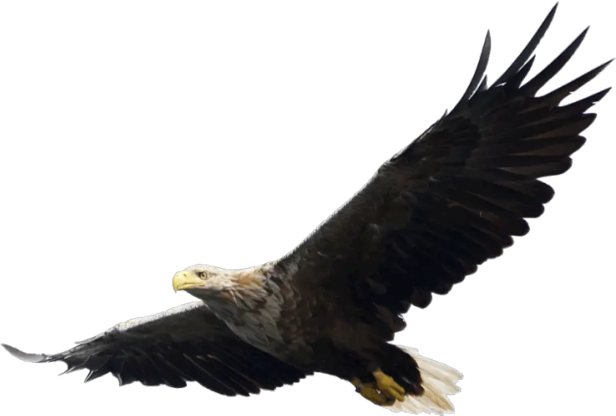 Majestic Bald Eagle Flying Png Image Flying Eagle Png Bald Eagle Head Png
