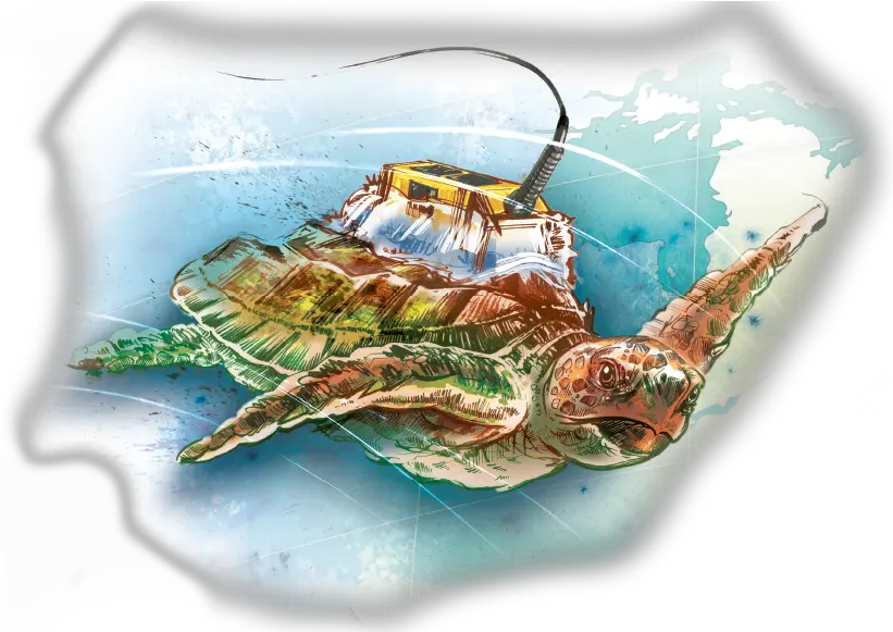 Uncovering The Mysteries Of Sea Turtle Migration Ucf Illustration Png Sea Turtle Png