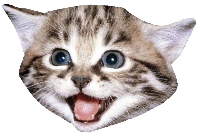 A Magical Kitten Cat 256 X 256 Png Kitten Transparent Background