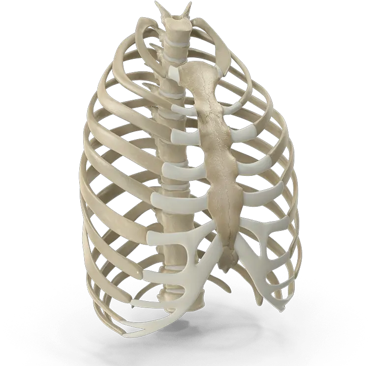 Pigeon Chest Deformity Bsi Ortho Parque Yaznan Png Rib Cage Png