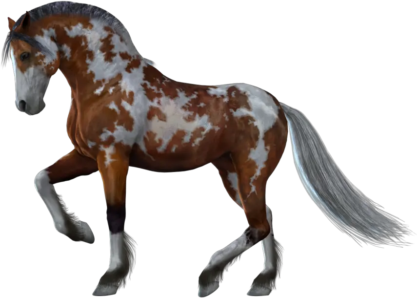 Horse Png Image Free Download Picture Horse With White Background Stock Photo Png