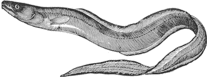 The Art Of Eel With Southold Historical Society Realistic Eel Clipart Png Eel Png