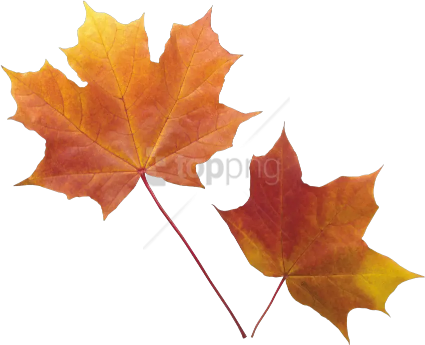Autumn Leaf Png Images Transparent Real Autumn Leaves Transparent Background Leaf Transparent Background