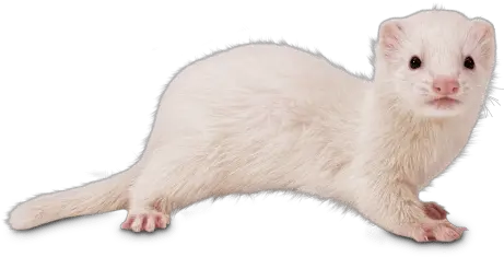 Live Pet Ferrets For Ferret Png Ferret Png