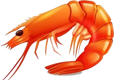 Shrimp Png Picture Prawn Png Shrimp Png