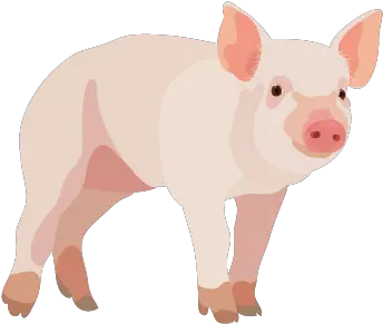 201408 Pig Pig Png Pig Png