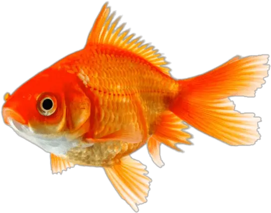 Single Goldfish Transparent Png Zlatna Ribica Goldfish Transparent