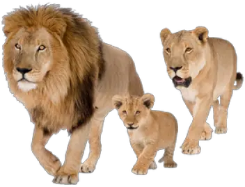 Png Download Pn Lions Png Lions Png
