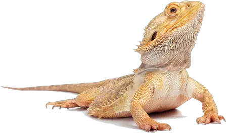 Hd Png Transparent Lizard Bearded Dragon Lizard Transparent