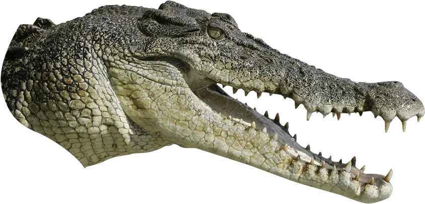 Crocodiles Tyrannosaurus Alligator Png Download 1350790 Crocodile Head Png Alligator Png