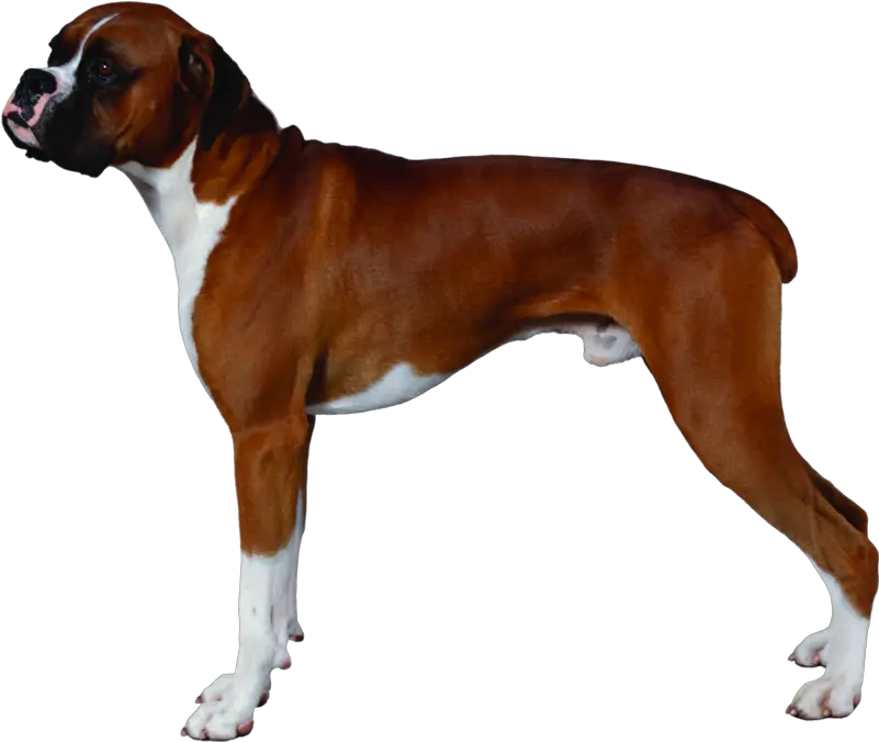 Download Free Png Background Dogsdogtransparent Dlpngcom Transparent Background Boxer Dog Png Dog Transparent Background