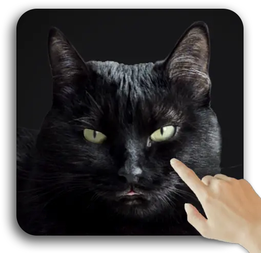 Cute Black Cat Live Wallpaper Apps On Google Play Cute Black Live Png Black Cat Transparent