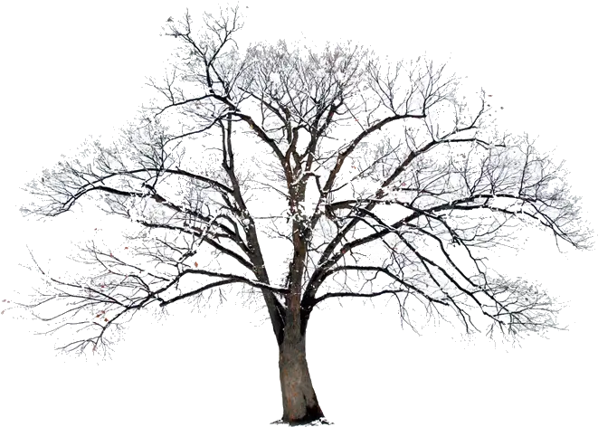 Bible Photography Winter Wallpaper Png Winter Tree Png
