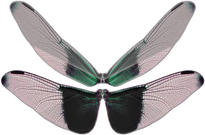 Butterfly Wings Transparent Png Butterfly Wings Butterfly Wings Png