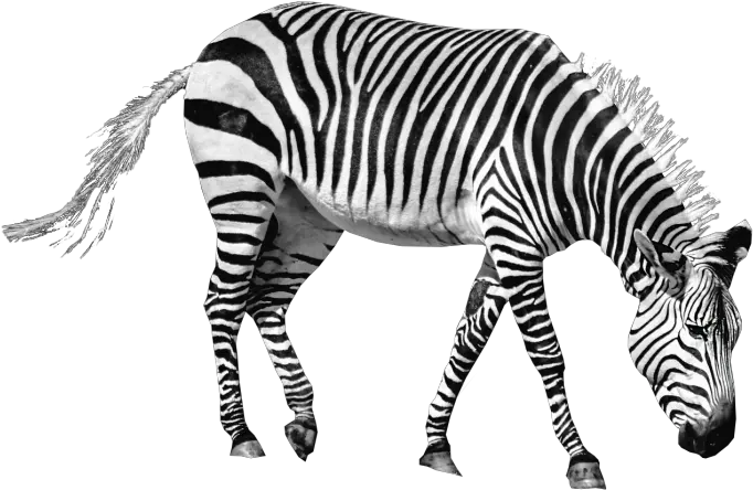 Zebra Png Image Zebra Transparent Zebra Transparent Background