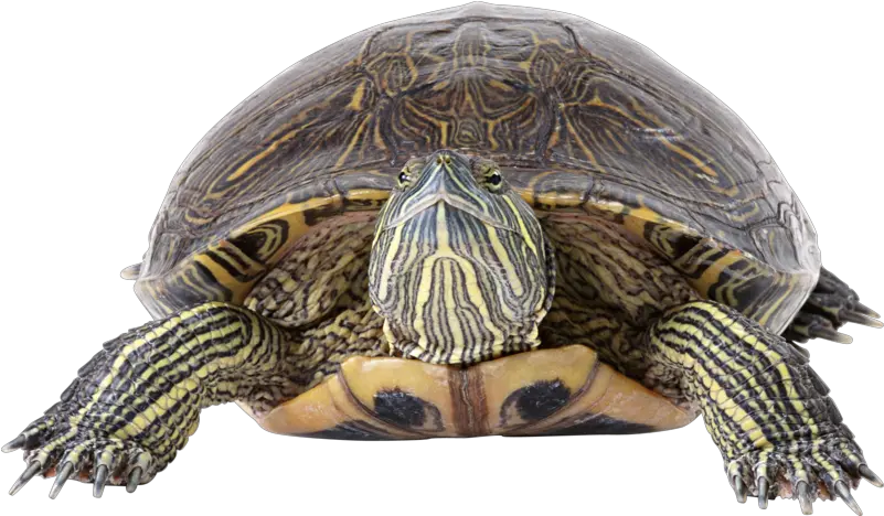 Download Turtle Png Image With Transparent Red Eared Slider Png Turtle Transparent Background