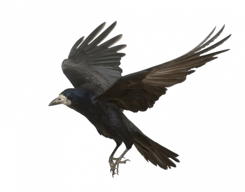 Transparent Bird Png Flying Crow Crow Transparent Background