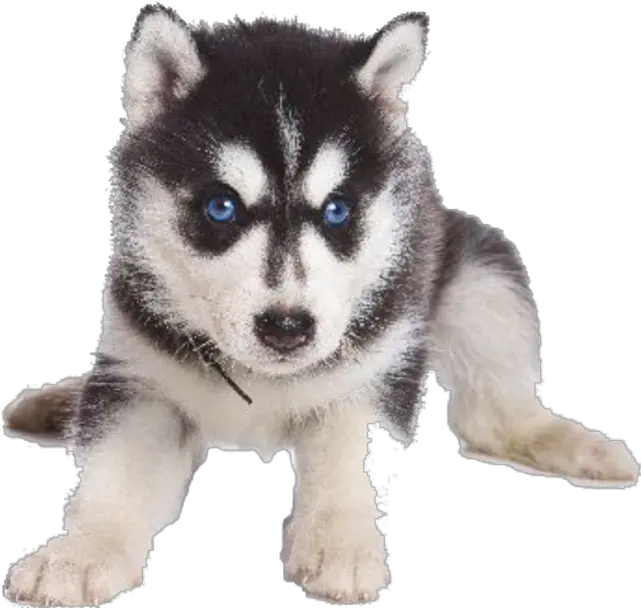 Husky Png Transparent Background Image