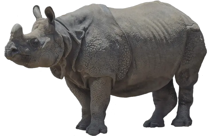 Rhinoceros Png Transparent Rhinocerospng Images Pluspng Javan Rhino Png Rhino Png