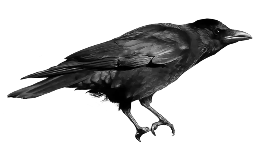 Raven Crow Transparent Background Png Clipart Raven Png