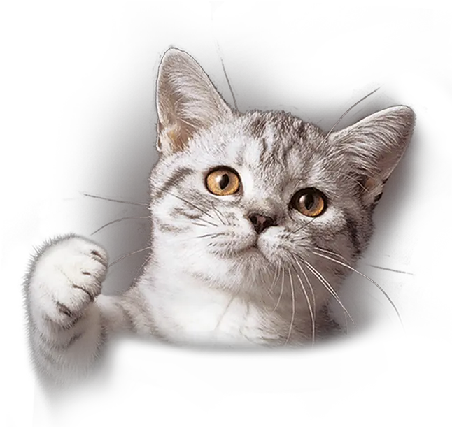 Whiskas Australia Cat Breeds Whiskas Cat Png Cute Cat Png