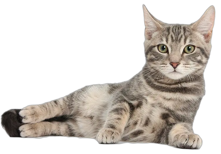 Download Cute Cat Free Png Image Cat Png Cute Cat Png