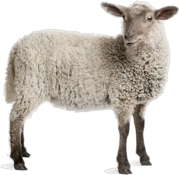 Sheep White Transparent Background Google Search Lamb Sheep With No Background Png Goat Transparent Background