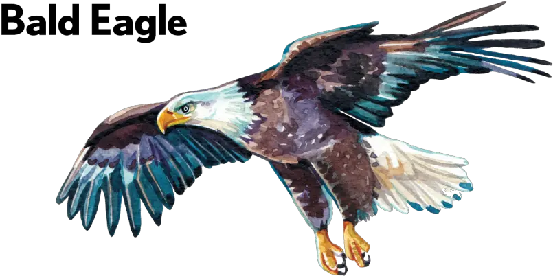 Bald Eagle 01 Bay Of Quinte Tourism Hawk Png Bald Eagle Transparent