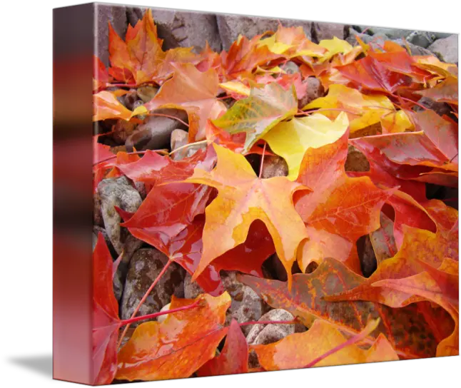 Fall Leaves Falling Maple Leaf Png Download Original Maple Leaf Falling Leaves Png