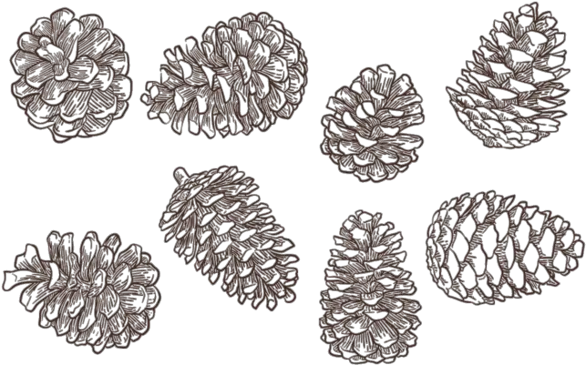 Free Hand Drawn Pine Cones Vectors Pine Cone Vector Png Pine Cone Png