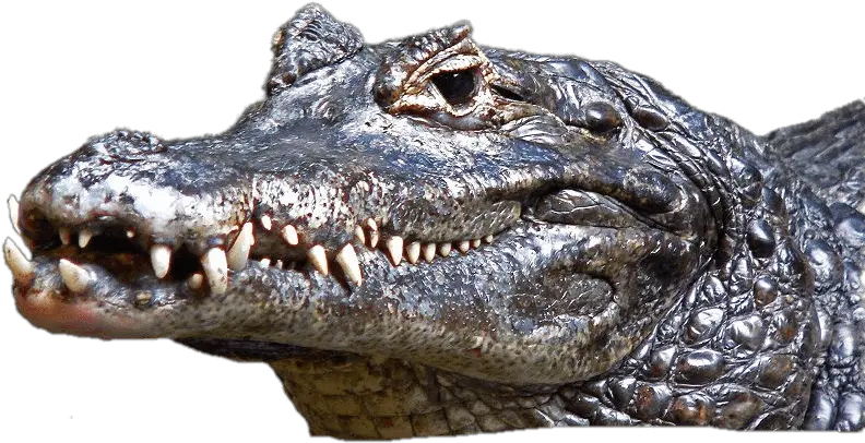 Download Caiman Head Wild Crocodile Full Size Png Image Caiman Png Crocodile Png