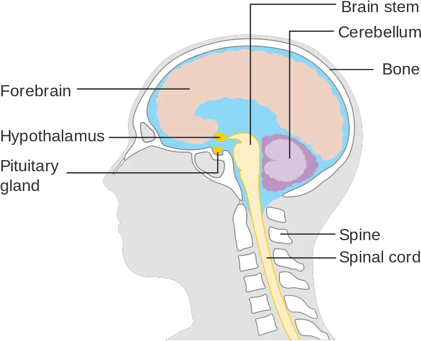 Learn About The Structure Of Brain Schooled By Science Diagram Png Human Brain Png