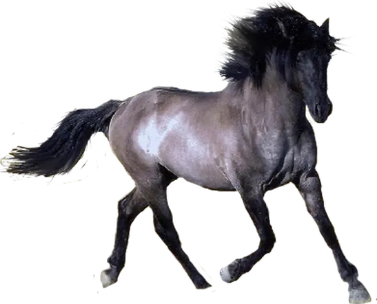 Horse Icon Clipart Horse With No Background Png Horse Transparent Png