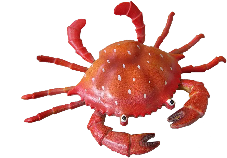 Crab Clipart Transparent Background Cangrejo De Mar Png Crab Transparent Background