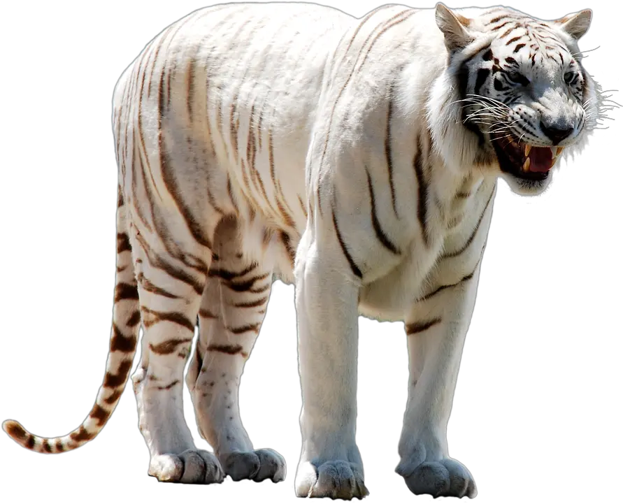 Download Hd White Tiger Face Png White Tiger Transparent Mythical White Tiger Transparent Tiger Face Png